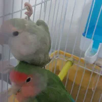 یک جفت طوطی برزیلی