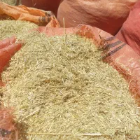 کاه خوشه نرم نازک کاه بشی