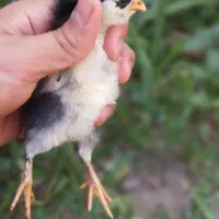 جوجه گلین و پاپر