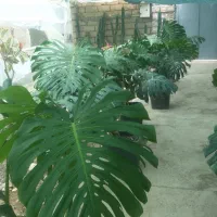 حراج گل و گیاه اپارتمانی /عمده