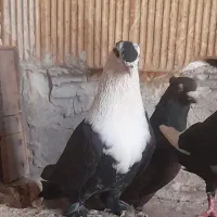 سر سفید