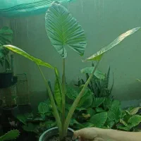 گل طبیعی
