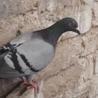 پلاکی    نرماده    اماده  جوجه