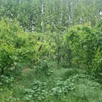 باغچه خام  داخل مجموعه / یبارک کوچه عشقی