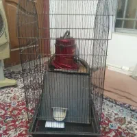 قفس پرنده بزدگ تمیز