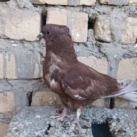 کبوتر|پرنده|اژیه, |دیوار