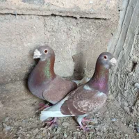 نرو ماده غوره ای به شرط تخم و جوجه