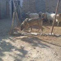 سگ پژدر|سگ|شیروان (خراسان), |دیوار