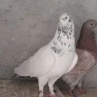 کفتر
