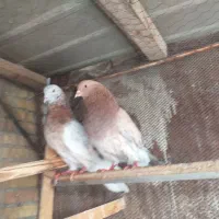 کفتر نر سرور پرشی ساعتی