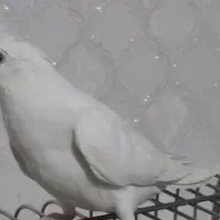 عروس هلندی