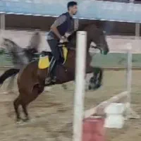 اسب پرشی ورزشی