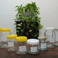 انواع شیشه و پت عسل