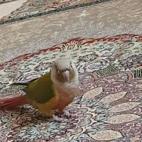 گمشده|حیوانات|مریوان, |دیوار