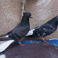 کبوتر سبز دم سفید