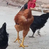 خروس