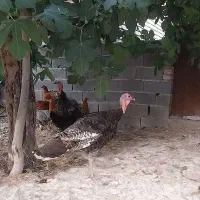 بوقلمون