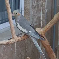 گمشده