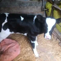 گوساله شیری