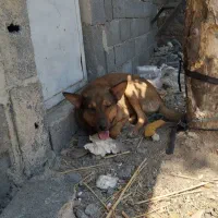 سگ جوان به علت نداشتن جا فروخته میشود