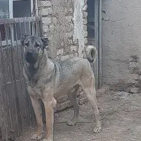 واگذاری سگ سرابی
