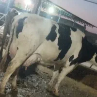 گاو