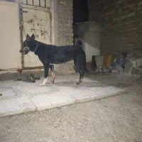 سگ ماده