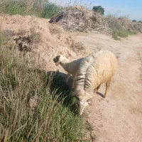 گوسفند بره گاوبز