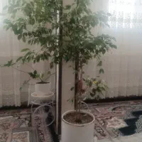 گل طبیعی