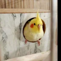 عروس هلندی جفت