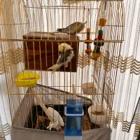 عروس هلندی نرماده