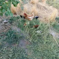 تعددای مرغ تخمگذار به همراه جوجه هاش