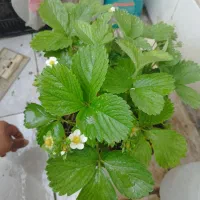 کربلا