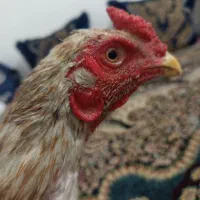 خروس فوری فوری