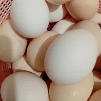 تخم مرغ محلی دونه 15