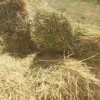 علف آرپالی اوت ۱۲۰بسته آل باغی و۲۲۰ بسته پرس