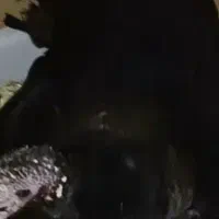 بوقلمون با ۱۵ عدد تخم