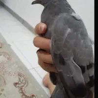 واگذاری رایگان بچه کبوتر چاهی