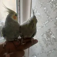عروس هلندی جفت دستی