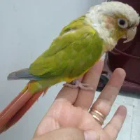 طوطی گرینچک