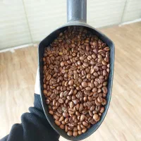 دان قهوه تخصصی به صورت عمده