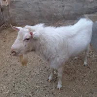 حیوانات (بز سالم نر)
