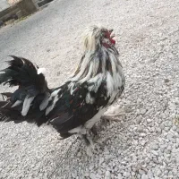 خروس سلطانی 2