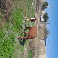 مادیان و کره اسب