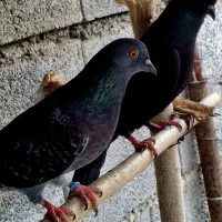 کبوتر پرشی زاغ