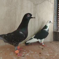 کبوتر ابلغ، چاپی