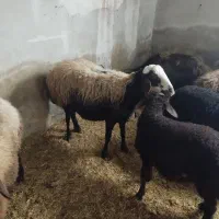میش