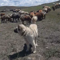 سگ گله