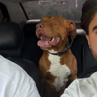 واگذاری پیت بول