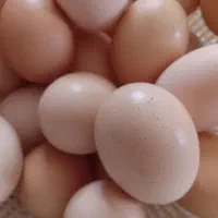 تخم مرغ محلی